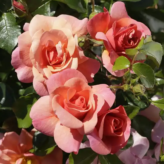 Trandafir cu parfum discret - Trandafiri - Sommersonne® - Trandafiri online
